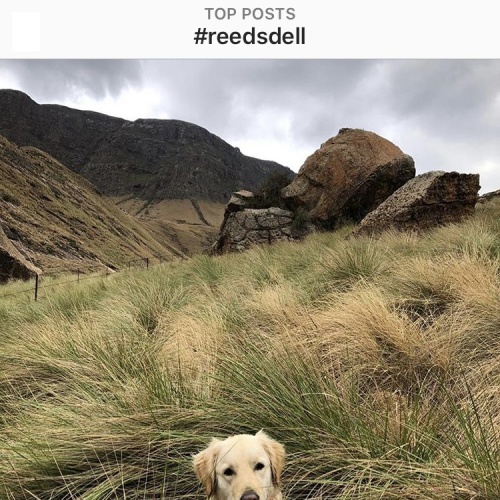 Instagram - Reedsdell3