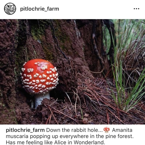 Pitlochrie - mushrooms2