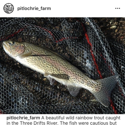 Pitlochrie - trout1