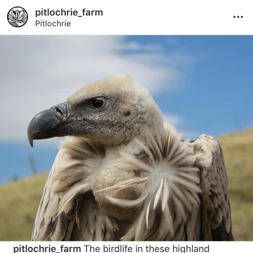 Pitlochrie - vulture