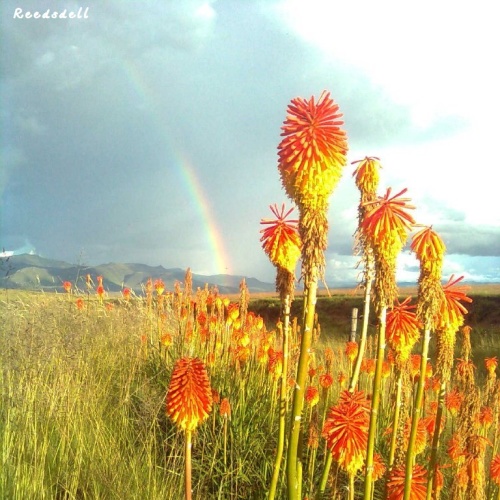 Reedsdell - wildflowers1