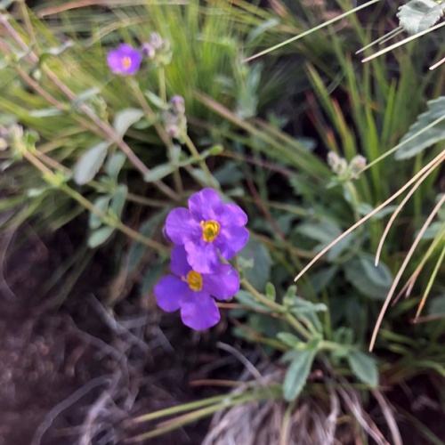 Reedsdell - wildflowers2