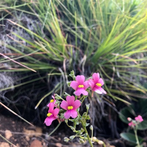 Reedsdell - wildflowers3