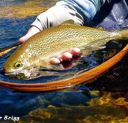 Trout1 - Peter Brigg