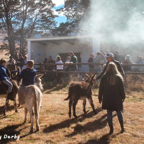 Wartrail - Donkey Derby2