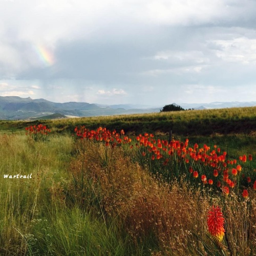 Wartrail - wildflowers