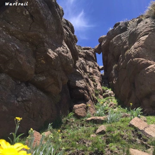 Wartrail - wildflowers2