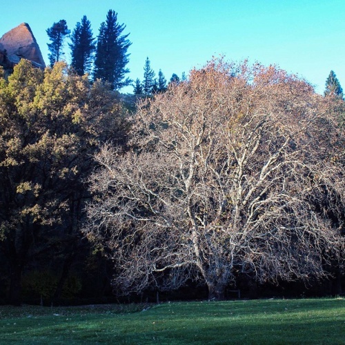 Balloch - garden