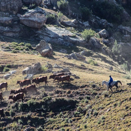 Balloch - herding cattle