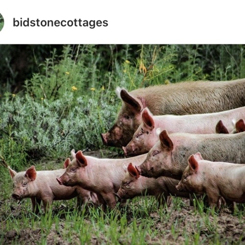 Bidstone - pigs