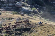 Balloch - Herding Cattle