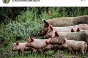 Bidstone - Pigs